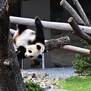 Giant panda