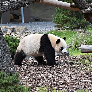 Giant panda