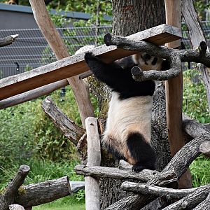 Giant panda