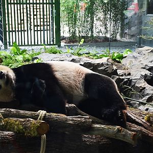 Giant panda