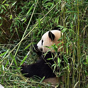 Giant panda
