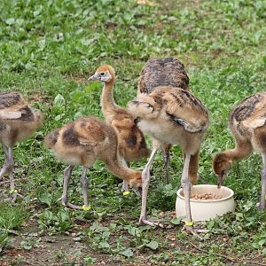 Black crowned crane-chicks