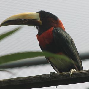 Mariae ivory-billed aracari