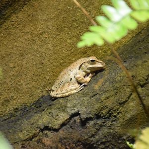 Polypedates megacephalus