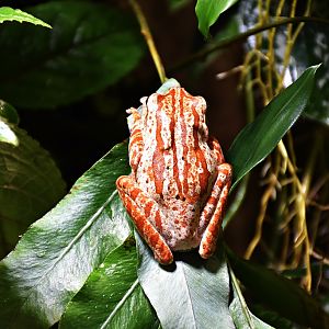 Polypedates megacephalus