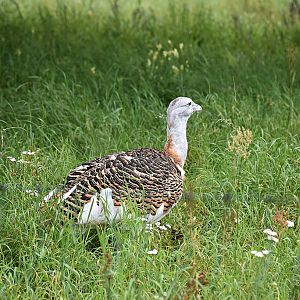 Great bustard