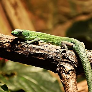 Gastropholis prasina