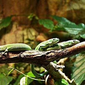 Gastropholis prasina