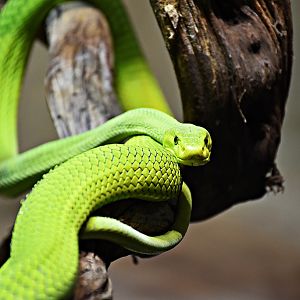 green mamba