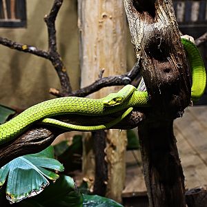 green mamba