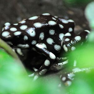 Taken in Tropical Realm House