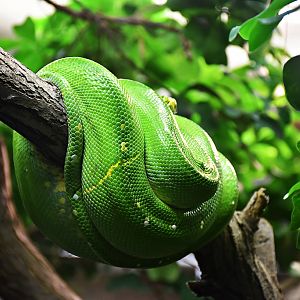 Green tree python
