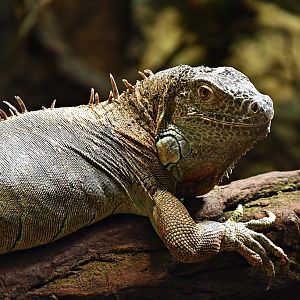Green iguana