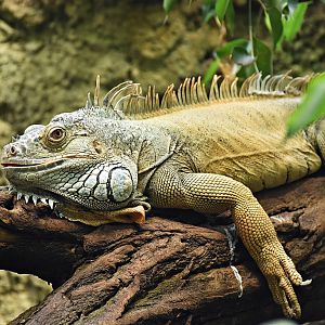 Green iguana