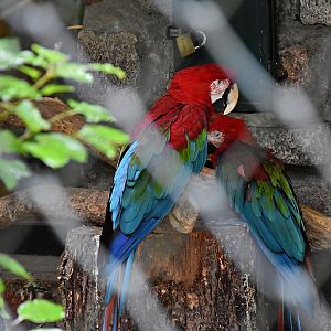 Red-and-green macaw
