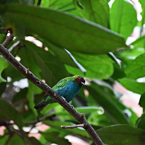 Tangara gyrola catharinae