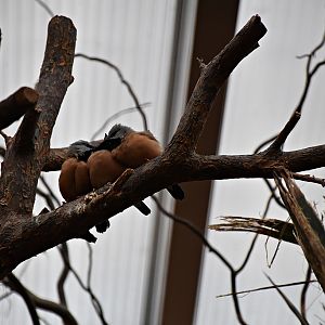 Black-throated finch