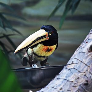 Collared aracari