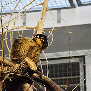 Collared brown lemur