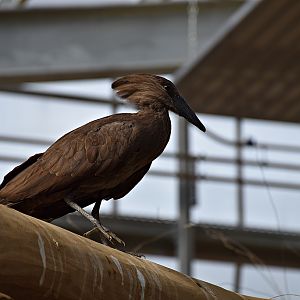 Hamerkop