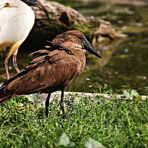 Hamerkop