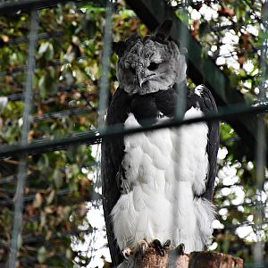 Harpy eagle