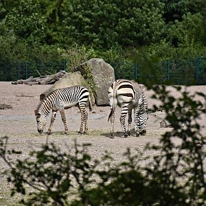 Hartmann's mountain zebra
