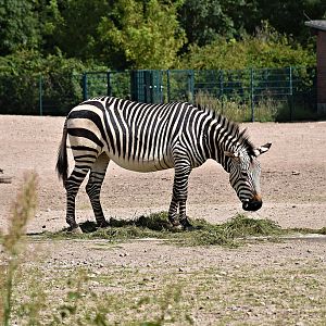 Hartmann's mountain zebra