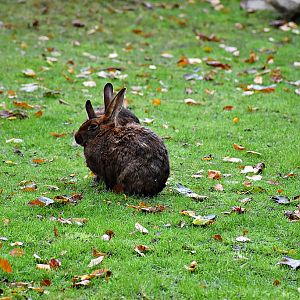 Belgian Hare