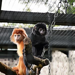 Lutung