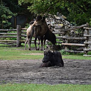 Yak & Bactrian Camel
