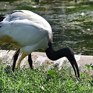 African sacred ibis
