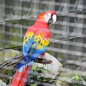 Scarlet macaw