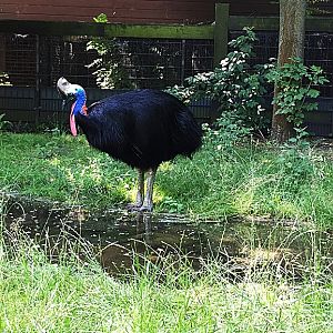 Southern cassowary