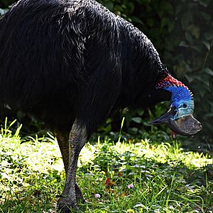 Southern cassowary