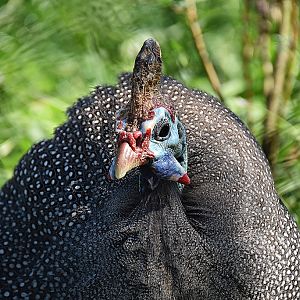 Helmeted guineafowl