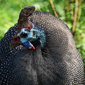 Helmeted guineafowl
