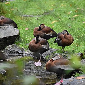 Black-bellied whistling duck