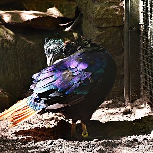 Himalayan monal