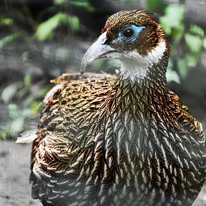 Himalayan monal