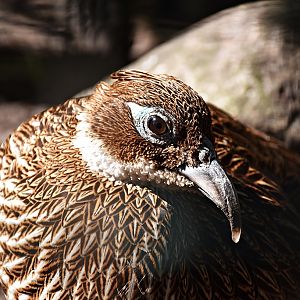Himalayan monal