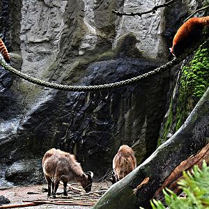 Himalayan tahr & Red panda