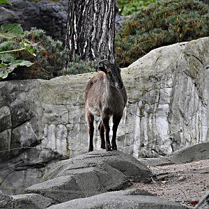 Himalayan tahr