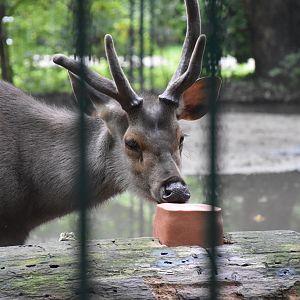 Sri Lankan sambar deer