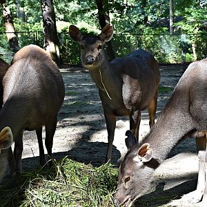 Sri Lankan sambar deer