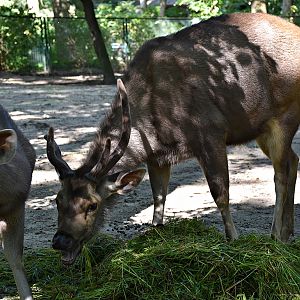 Sri Lankan sambar deer