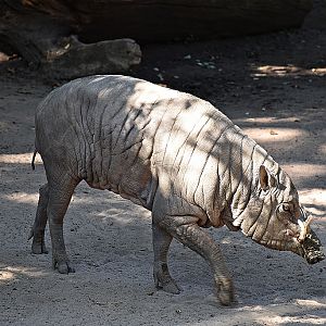 Babirusa