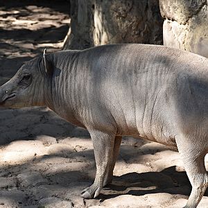 Babirusa