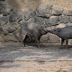 Babirusa