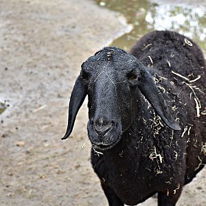 Ovis orientalis f. aries